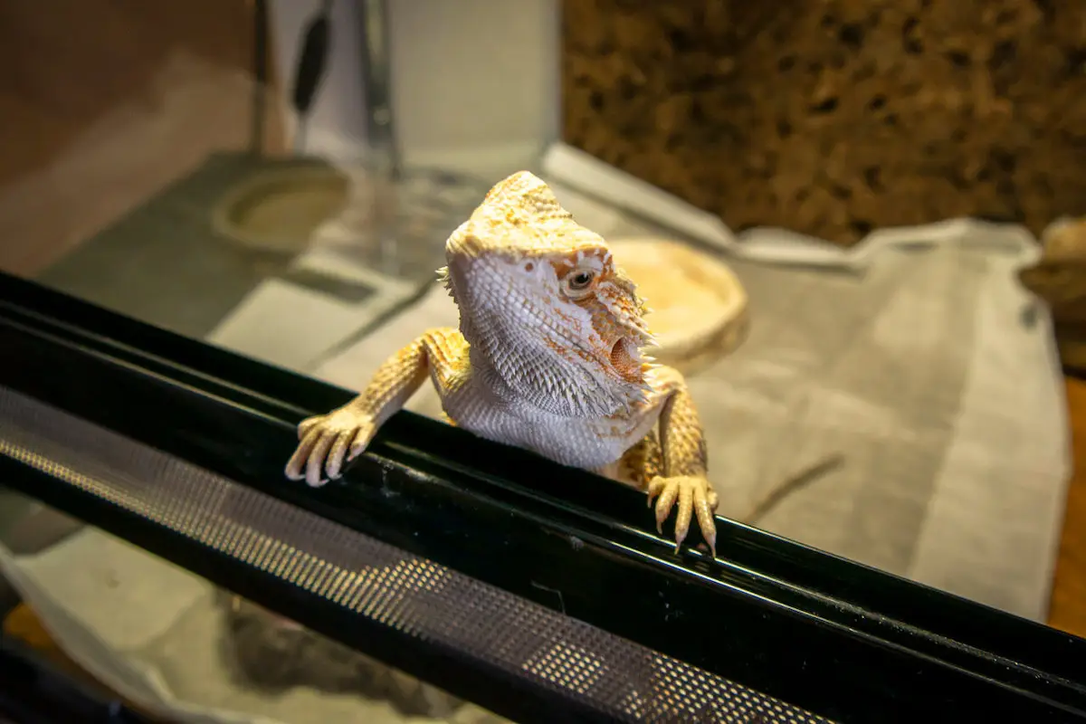 フトアゴヒゲトカゲのベビー