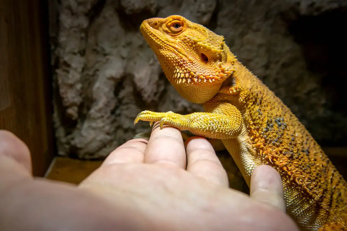フトアゴヒゲトカゲの爪切り