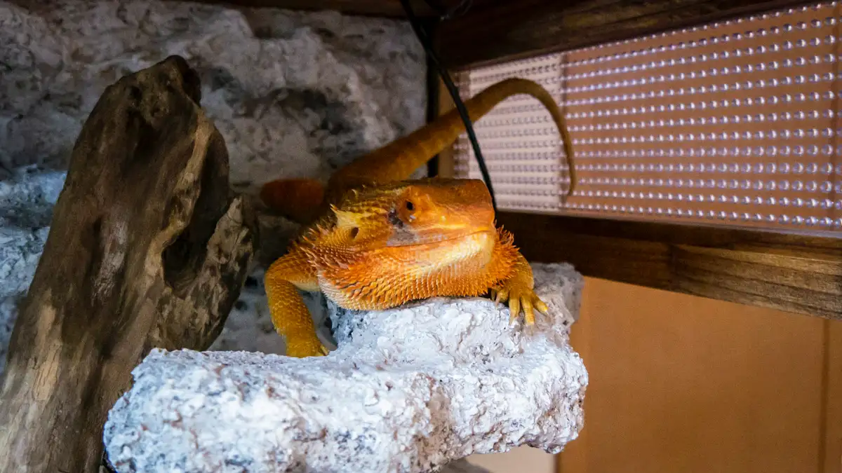 眠たそうなフトアゴヒゲトカゲ