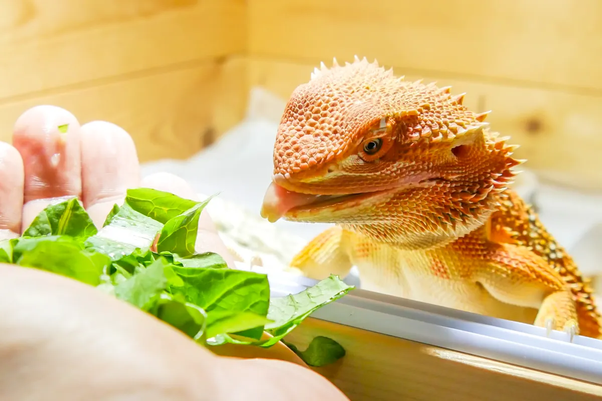 フトアゴヒゲトカゲの唾液の粘度