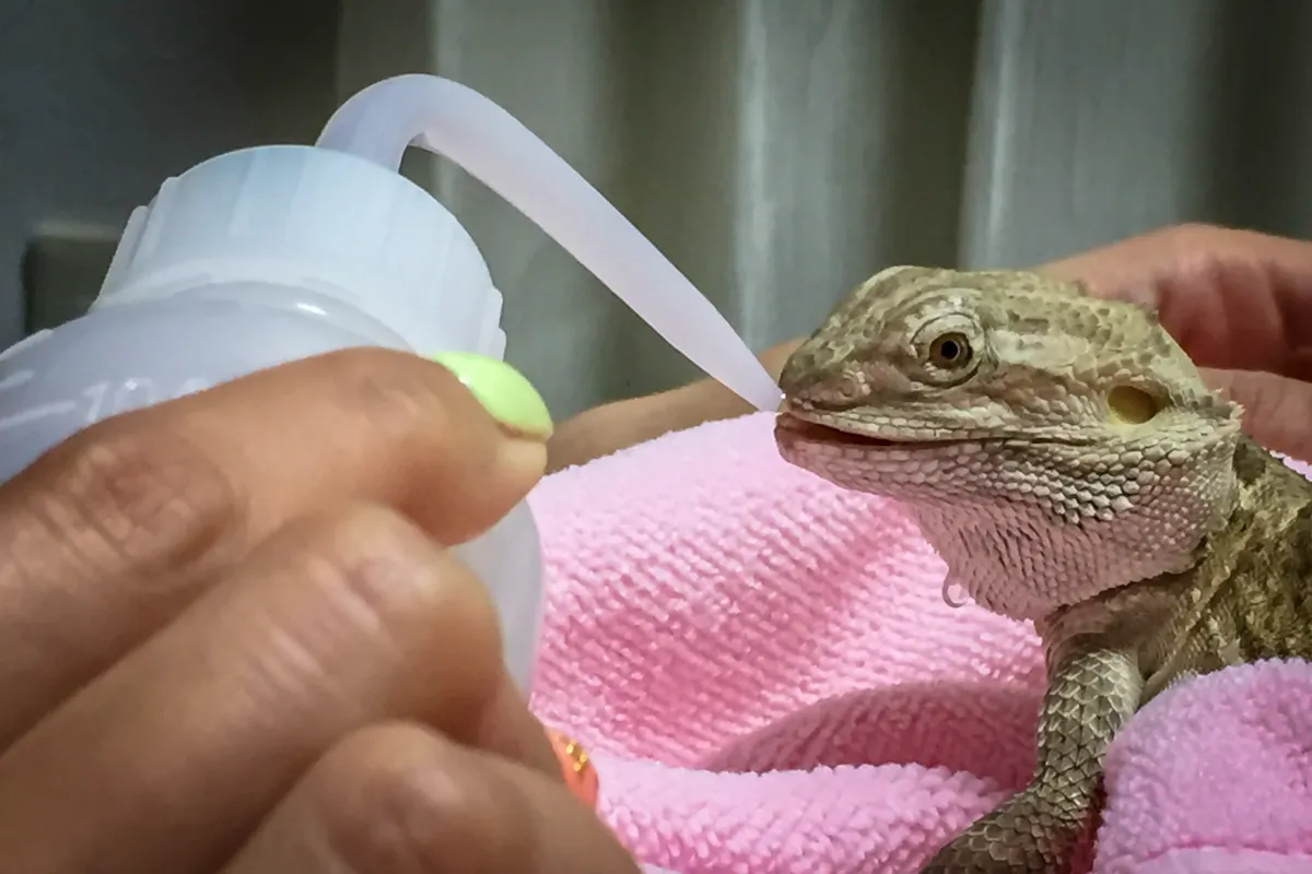 スポイトから水を飲むフトアゴヒゲトカゲ