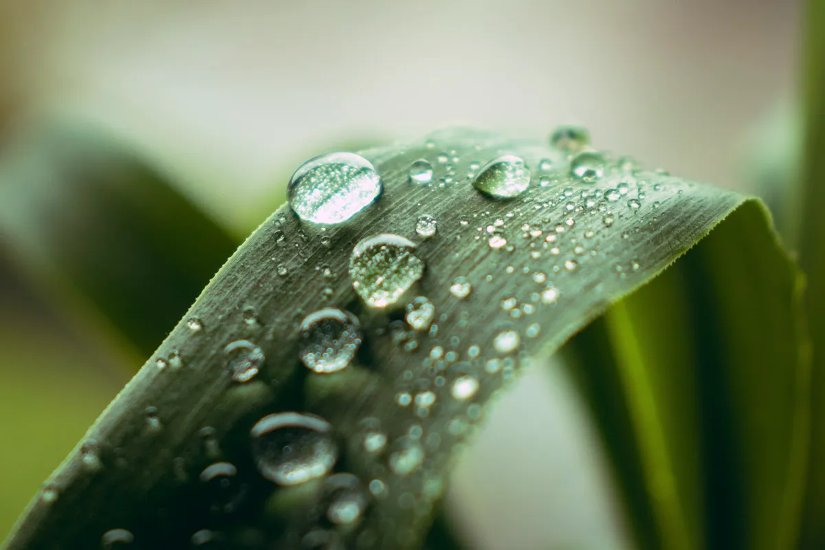 植物に溜まった水滴