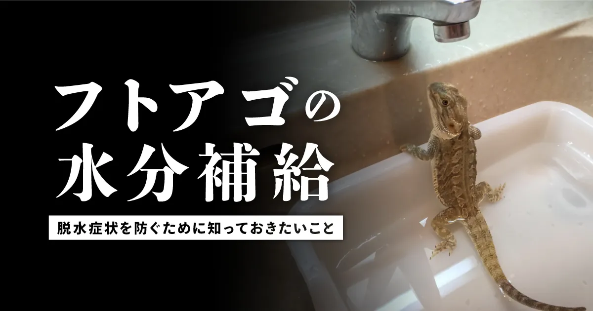 フトアゴヒゲトカゲの水分補給 | 脱水症状を防ぐために知っておきたいこと
