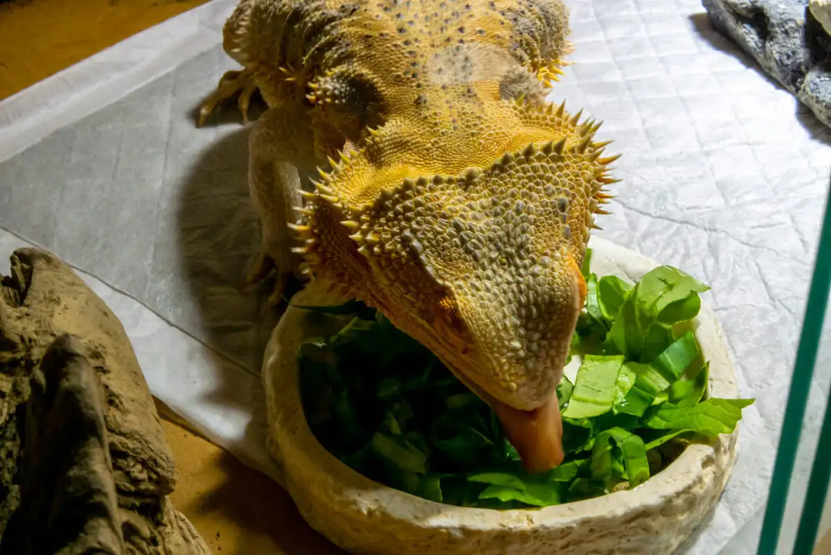 野菜を食べるフトアゴヒゲトカゲ