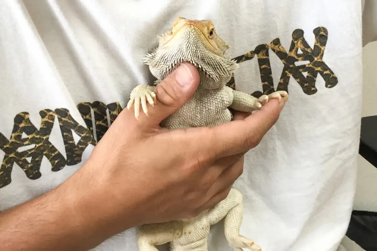 ハンドリングされるフトアゴヒゲトカゲ