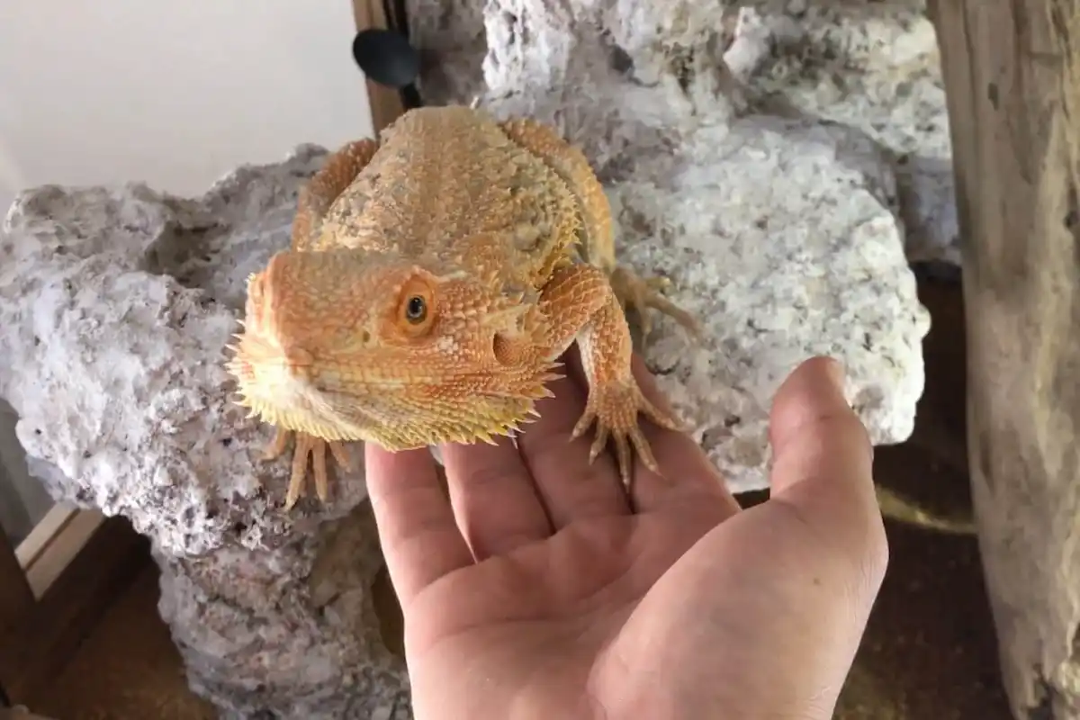 飛ぶ準備をするフトアゴヒゲトカゲ