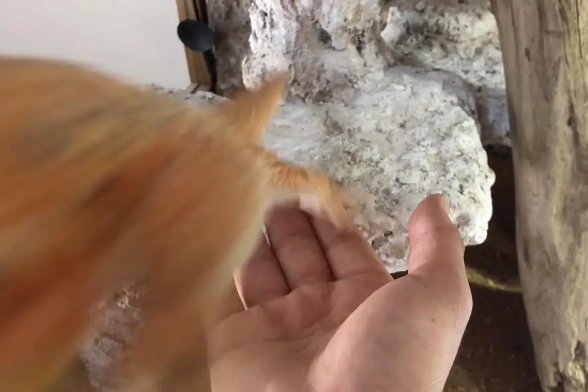 飛んでくるフトアゴヒゲトカゲ