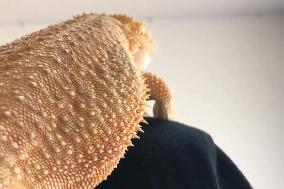 肩に乗るフトアゴヒゲトカゲ
