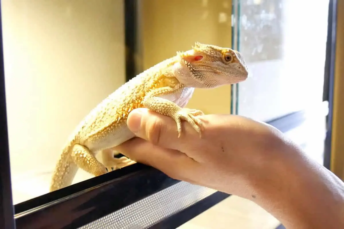 手の上で餌を食べるフトアゴヒゲトカゲ