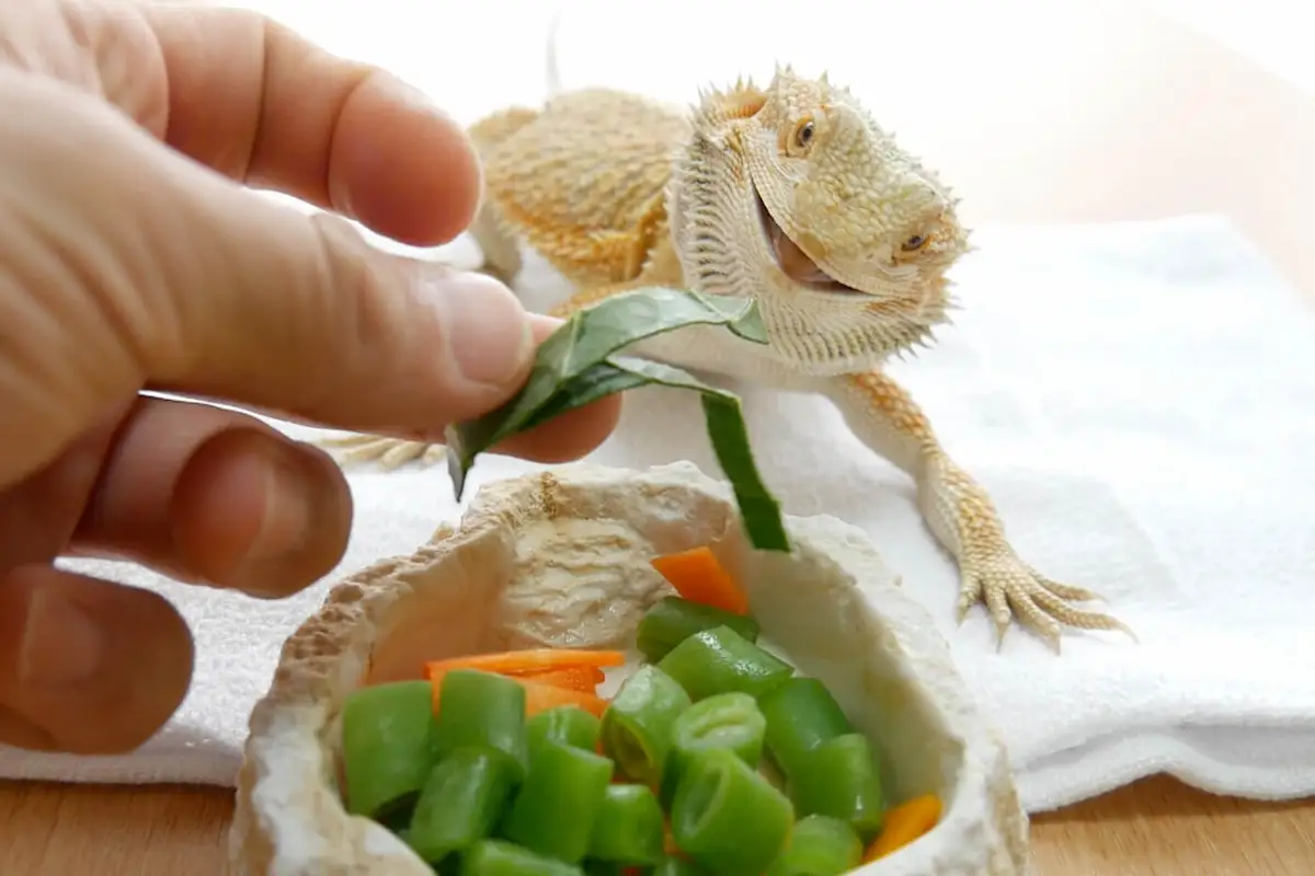手から餌を食べるフトアゴヒゲトカゲ