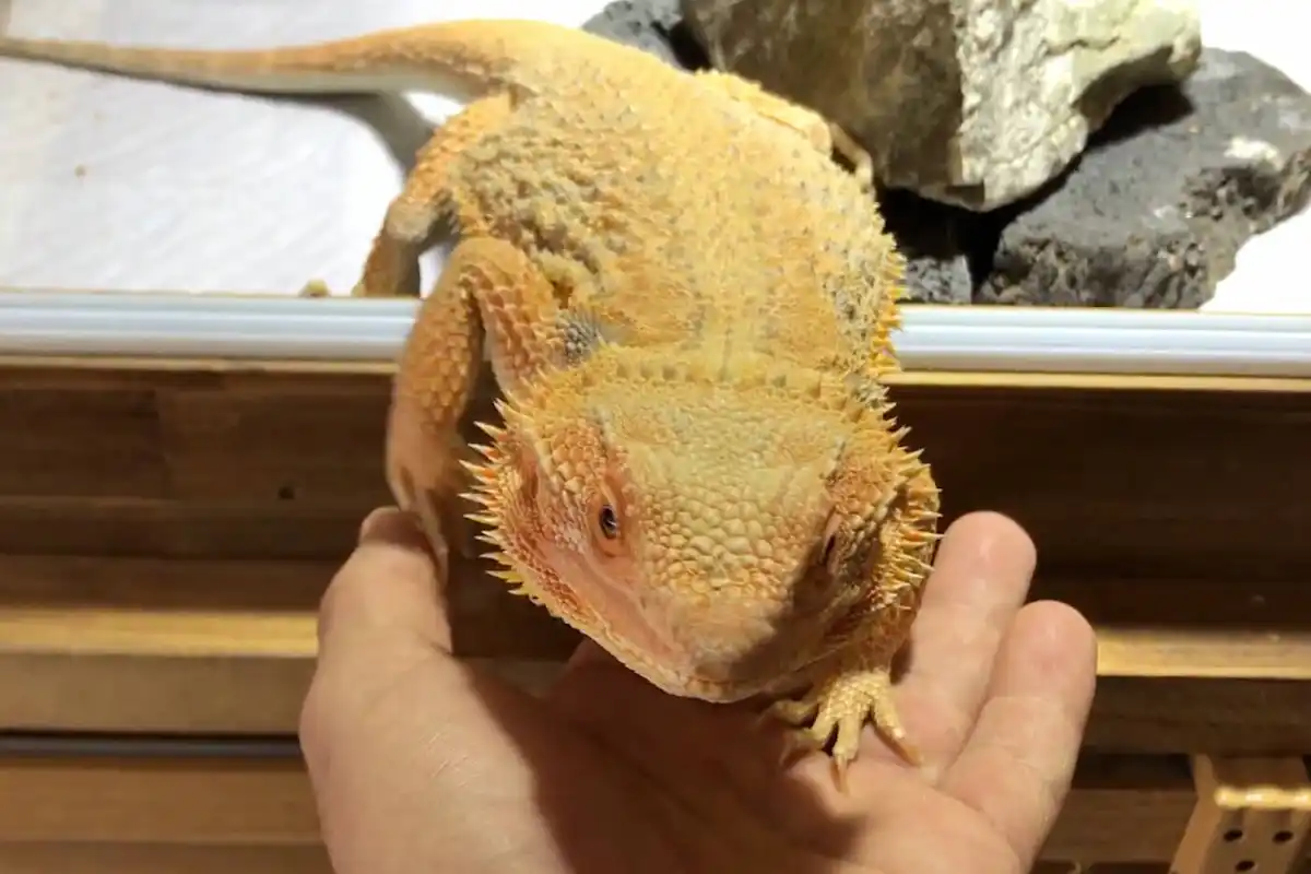 手に自ら乗ってくるフトアゴヒゲトカゲ