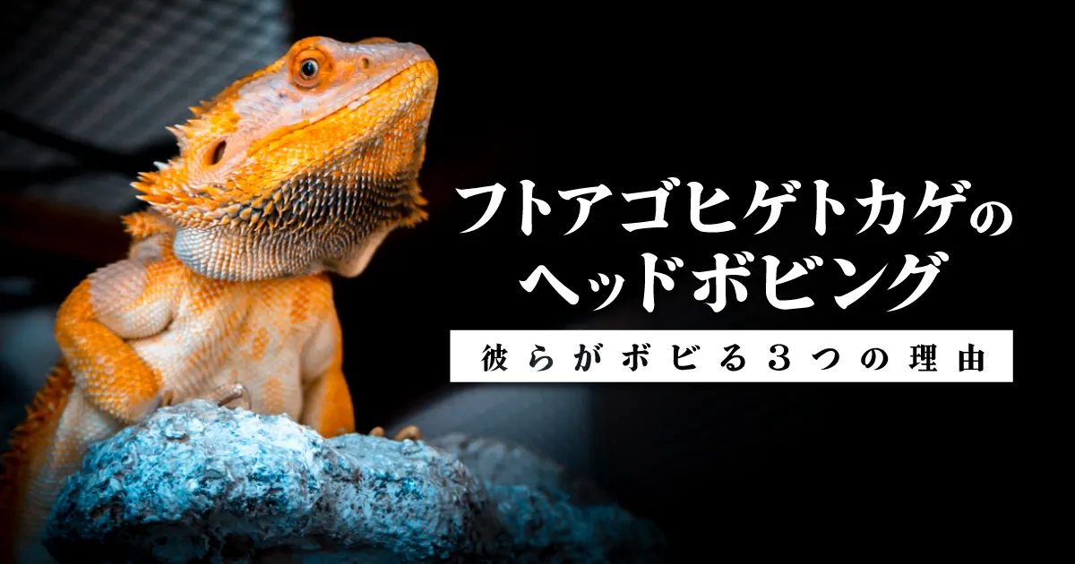 フトアゴヒゲトカゲのボビング | 彼らがボビる3つの理由