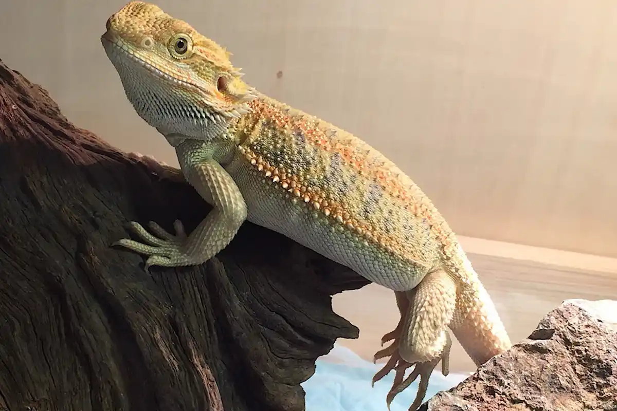 ホワイトハイポのフトアゴヒゲトカゲ