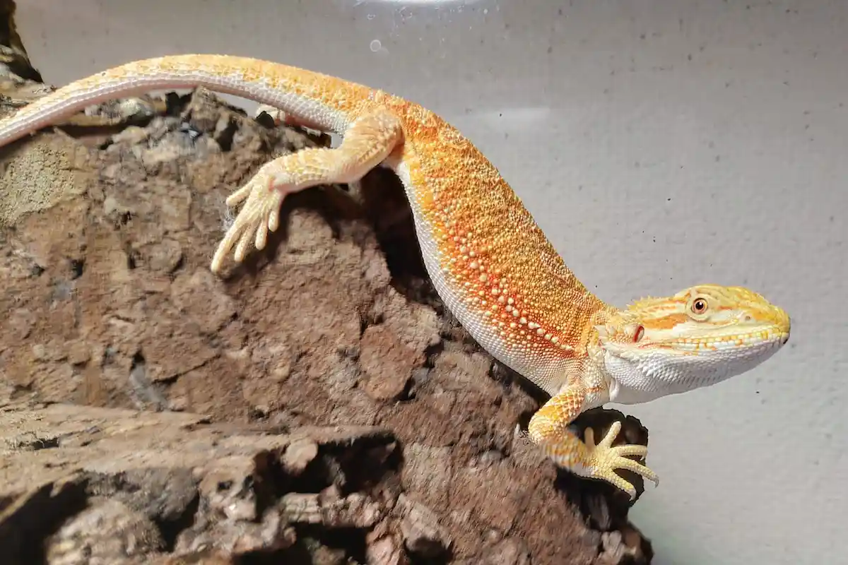 ハイポハイカラーオレンジのフトアゴヒゲトカゲ