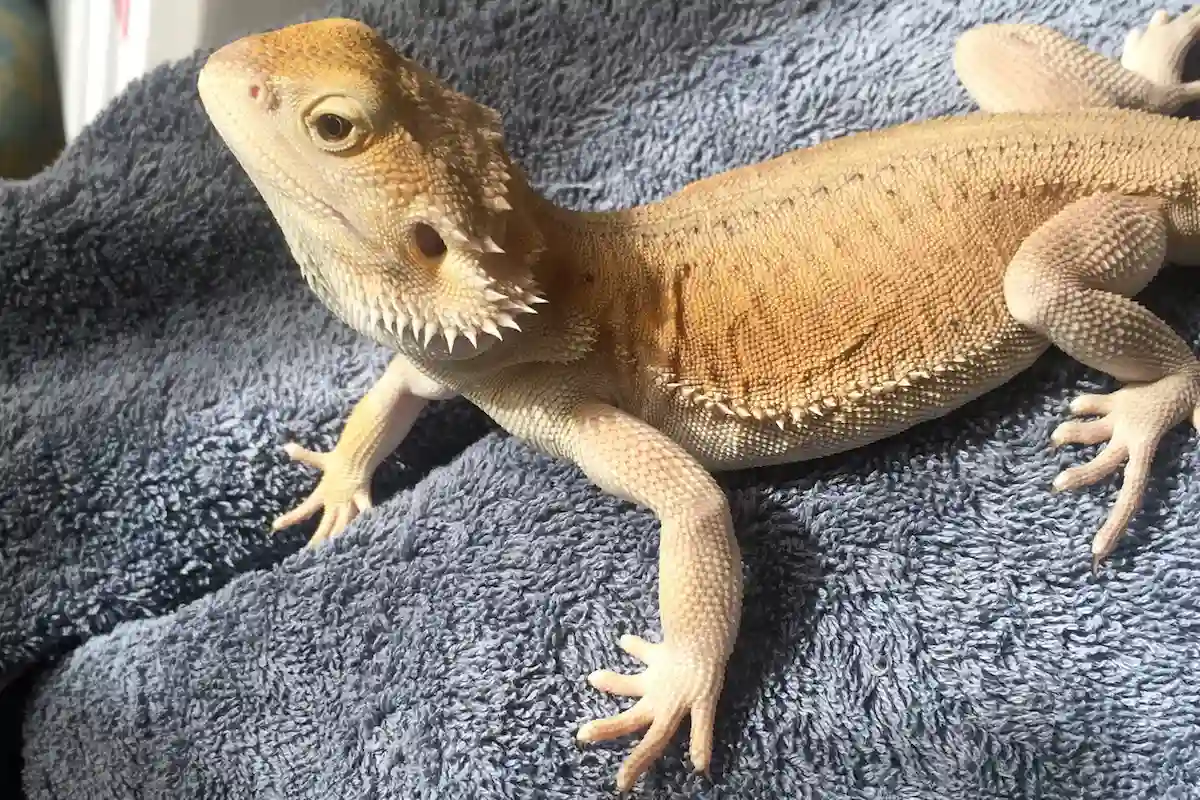 ウィットブリッツのフトアゴヒゲトカゲ
