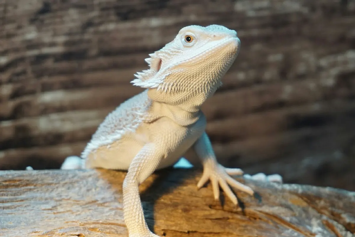 ゼロのフトアゴヒゲトカゲ