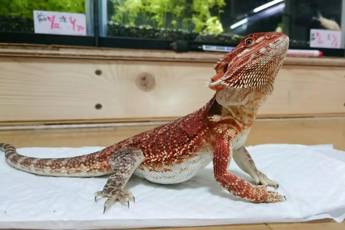 スーパーレッドのフトアゴヒゲトカゲ