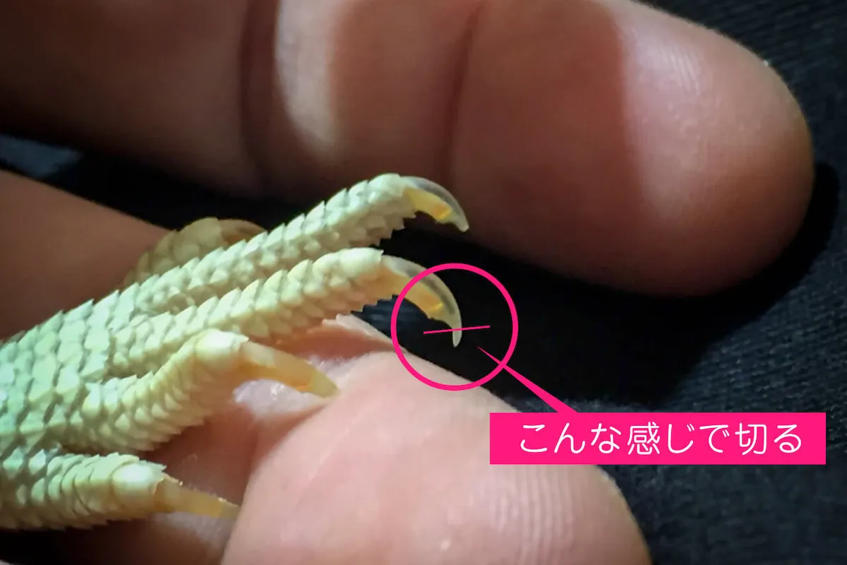 フトアゴヒゲトカゲの爪を切る角度