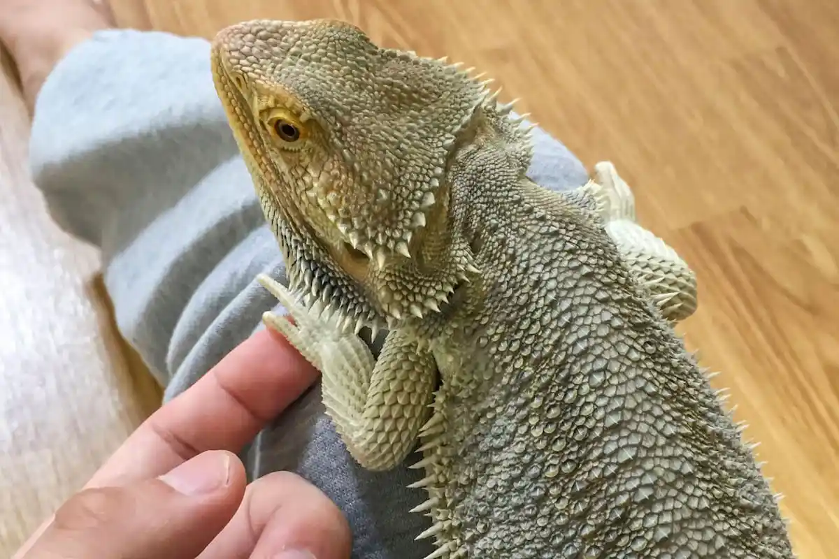 フトアゴヒゲトカゲの爪を切る時の格好
