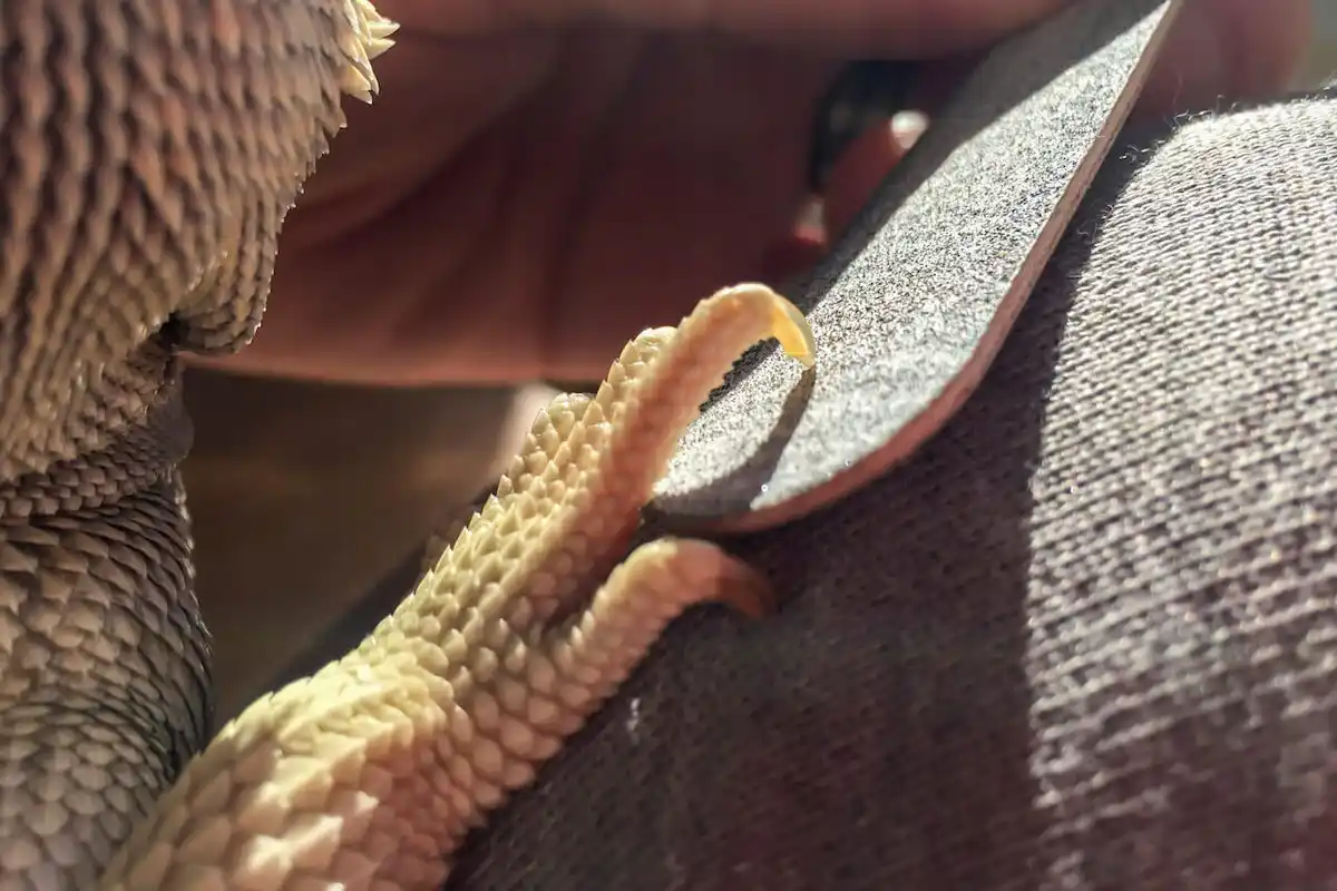 フトアゴヒゲトカゲの爪をヤスリがけ