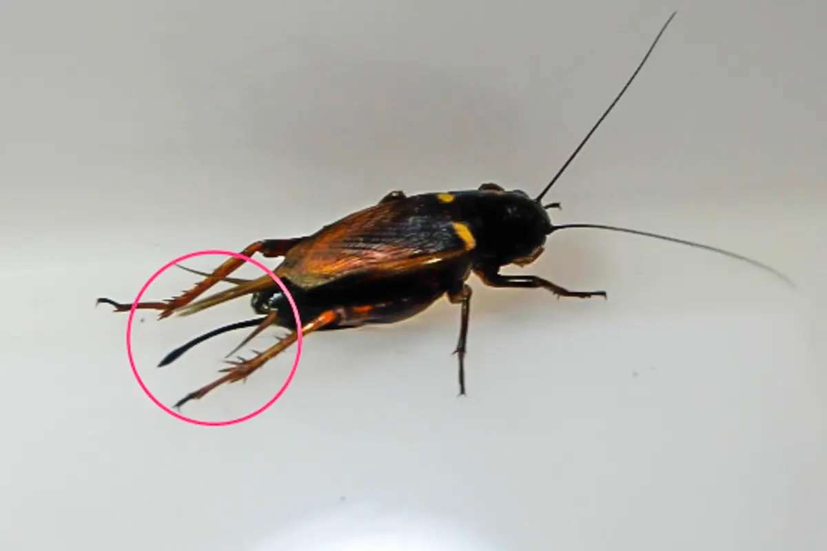フタホシコオロギのメス