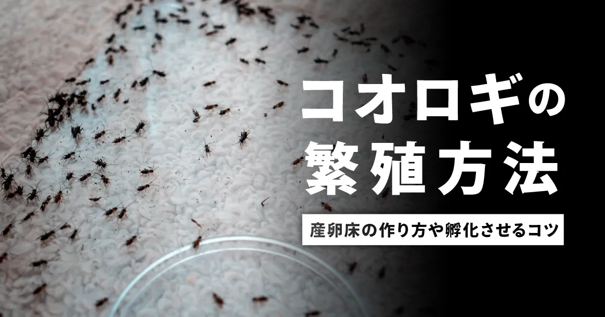 コオロギの繁殖方法 | 産卵床の作り方や孵化させるコツなど徹底解説