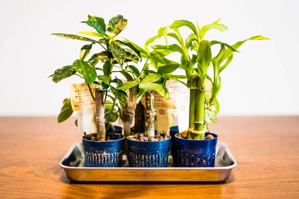 ハイドロカルチャーに使う観葉植物