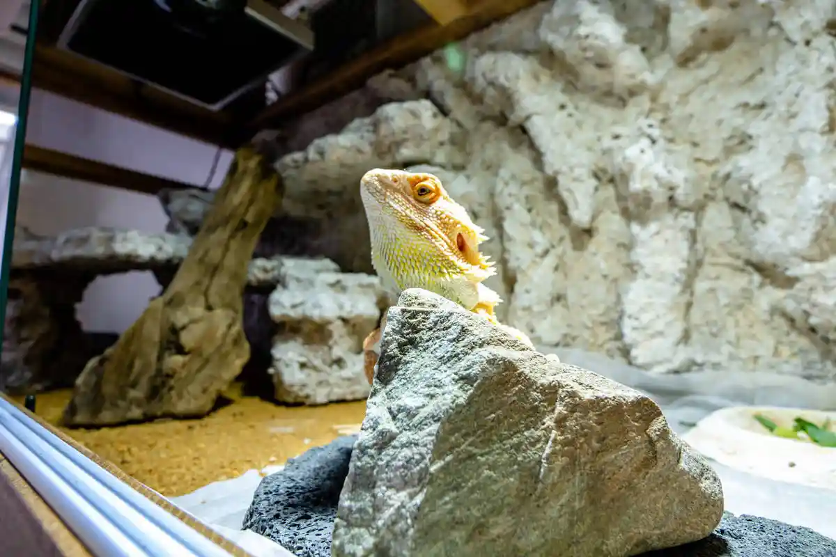 バスキングするフトアゴヒゲトカゲ