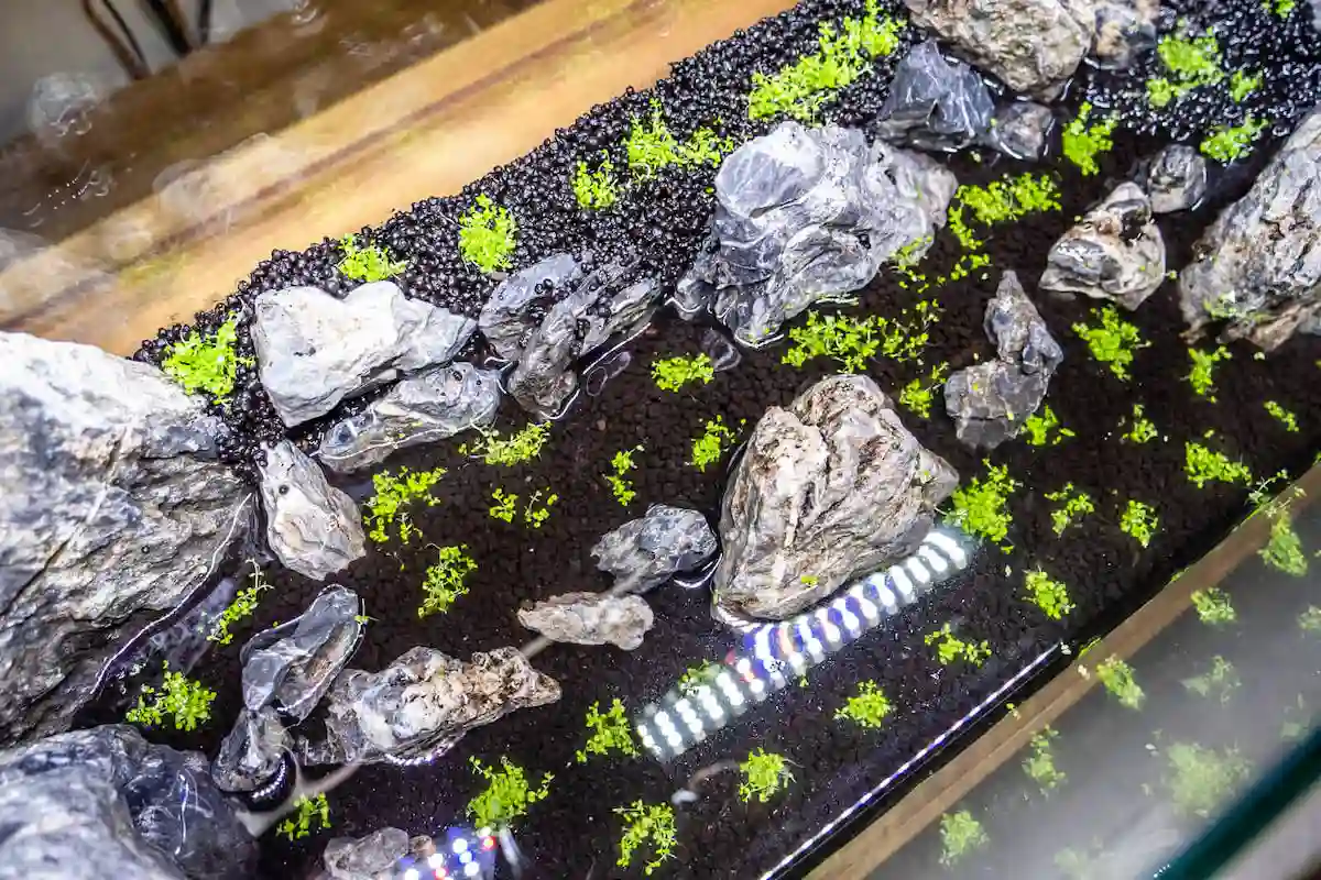 ソイルに植えたキューバパールグラス