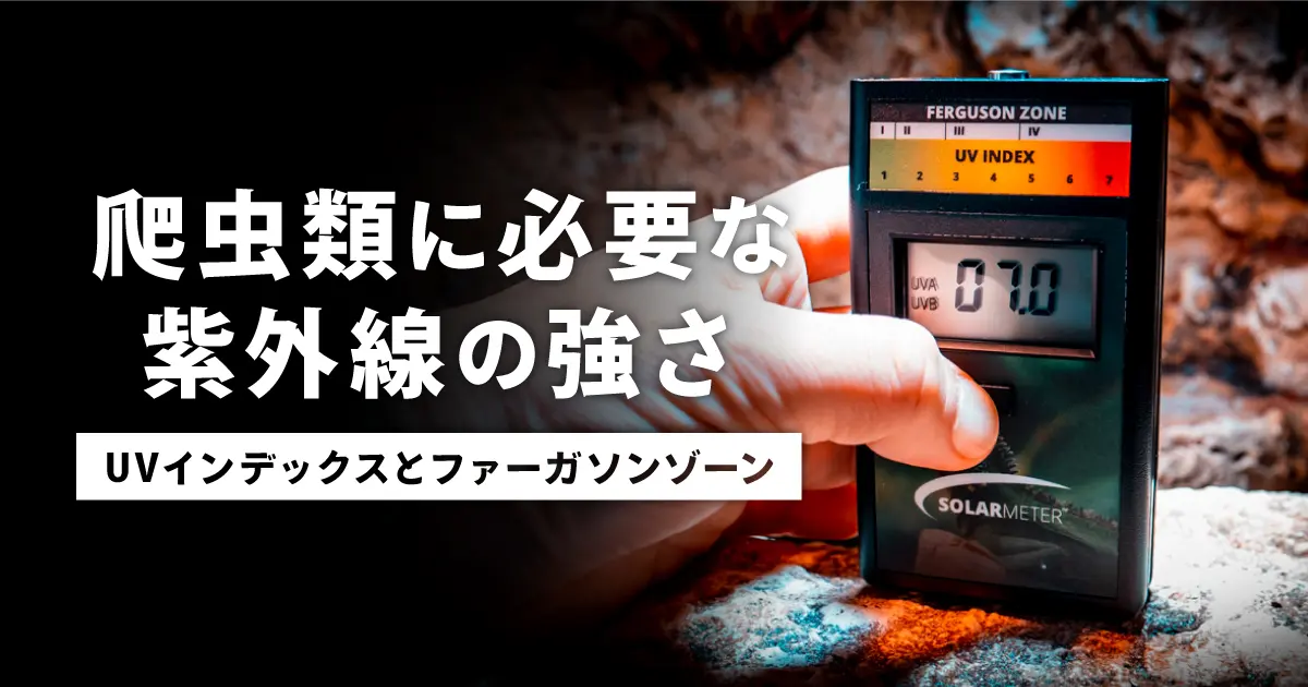 爬虫類に必要な紫外線の強さ | UVインデックスとファーガソンゾーン