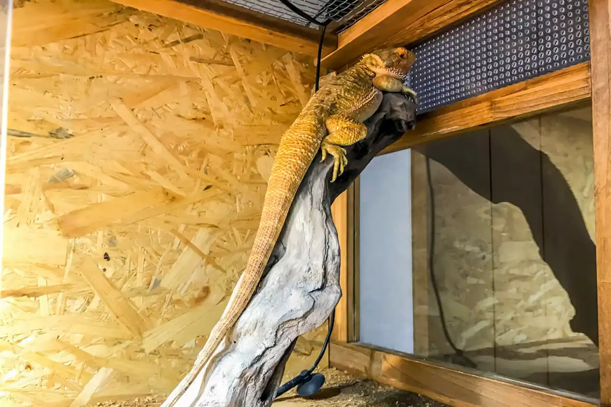 流木に登るフトアゴヒゲトカゲ