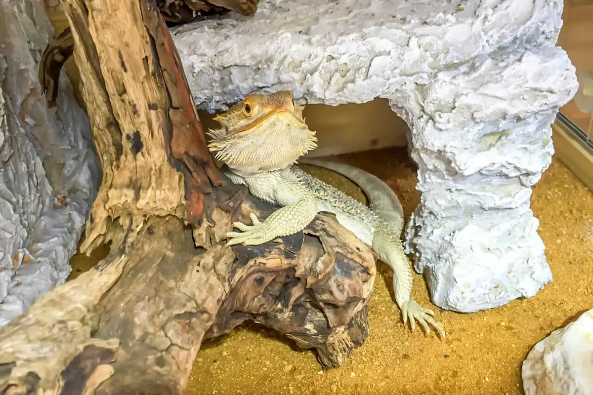 流木の影に隠れるフトアゴヒゲトカゲ