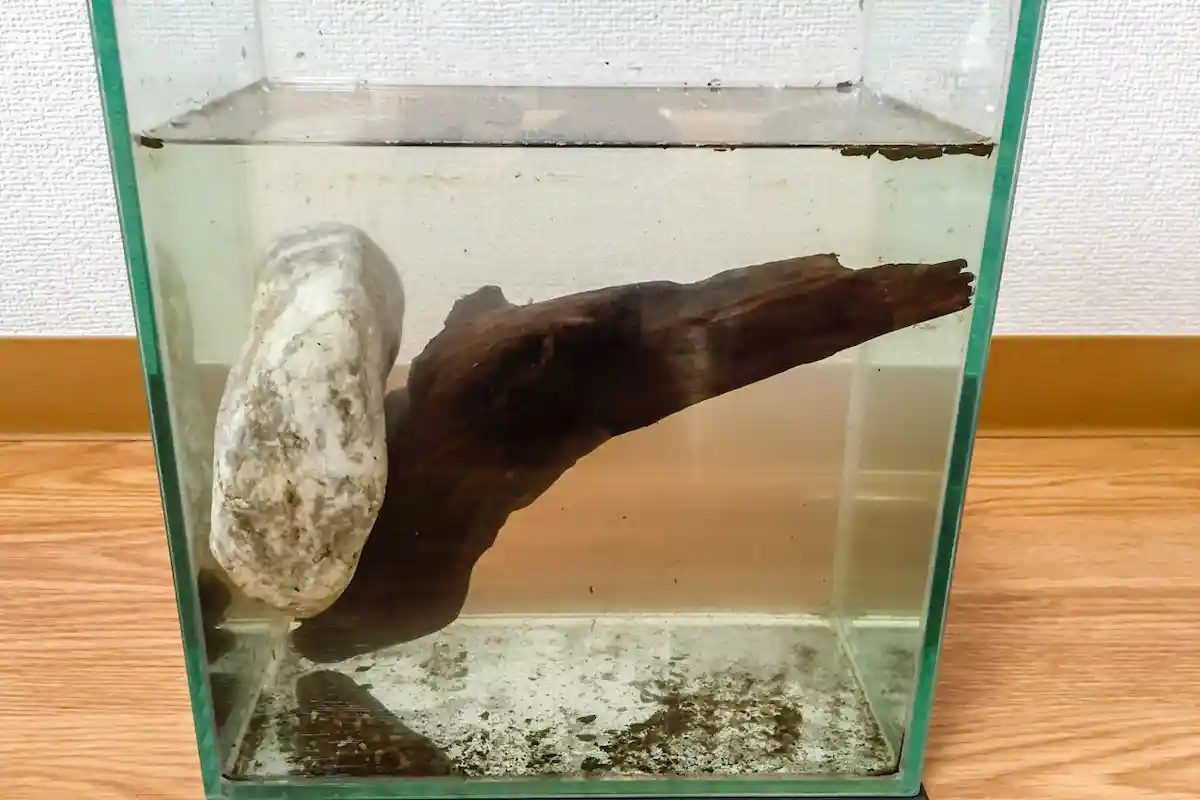 石で沈めた流木