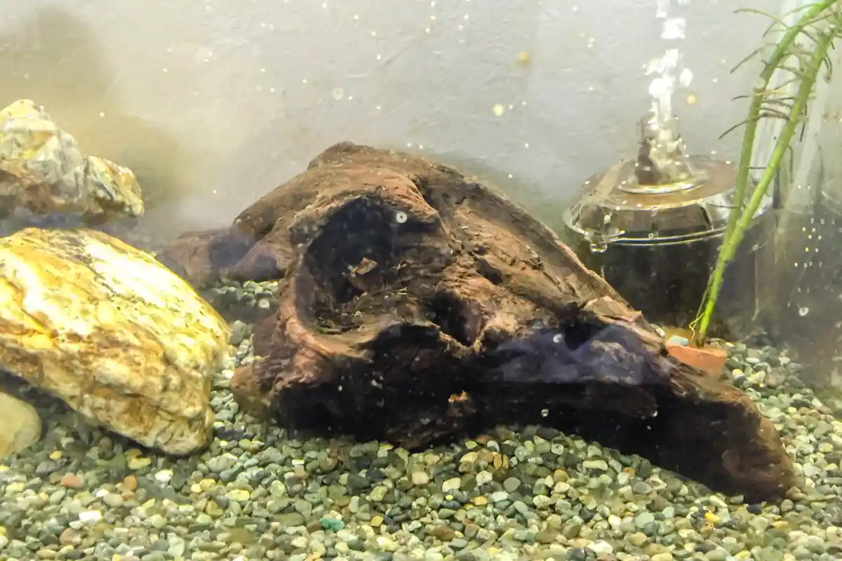 水に沈んだ流木
