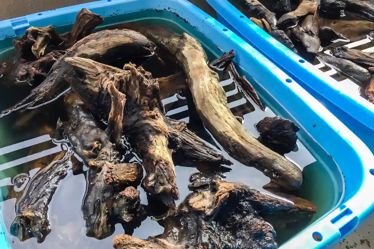 水に浸けた流木